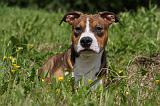 AMSTAFF ADULT 458